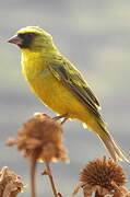 Serin à diadème