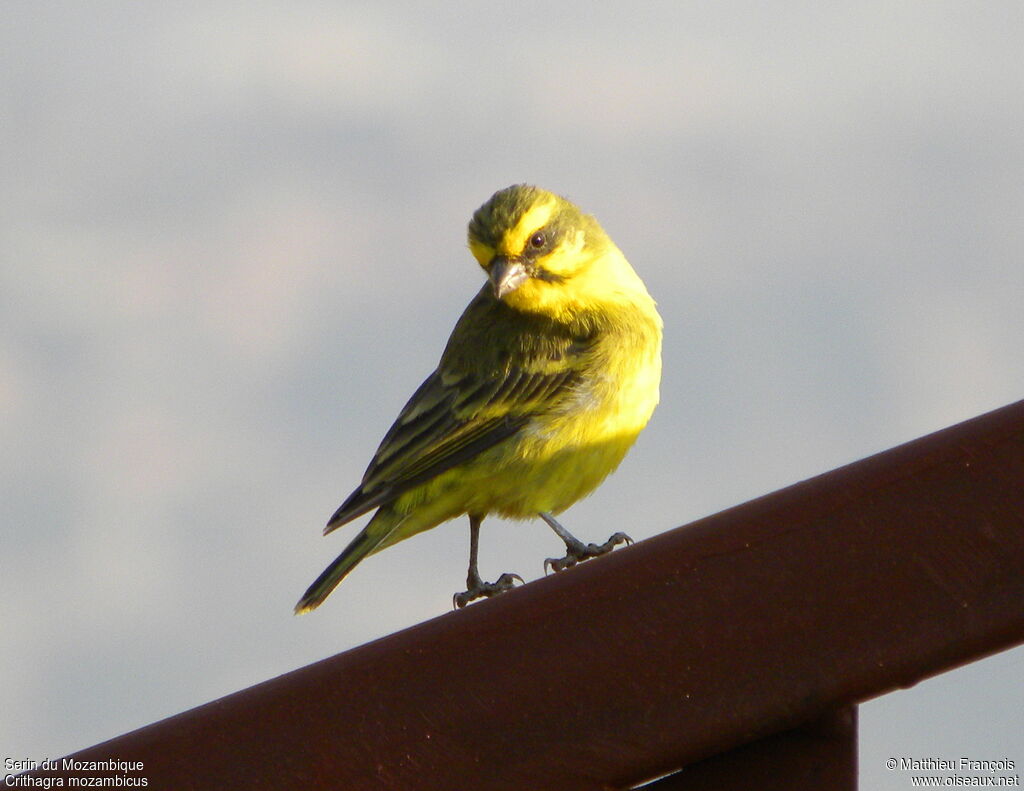 Yellow-fronted Canary