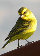 Yellow-fronted Canary