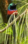 Red-chested Sunbird