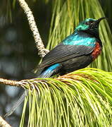 Red-chested Sunbird