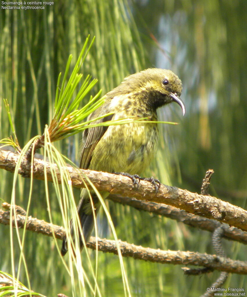 Souimanga à ceinture rouge mâle immature, identification