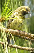 Red-chested Sunbird