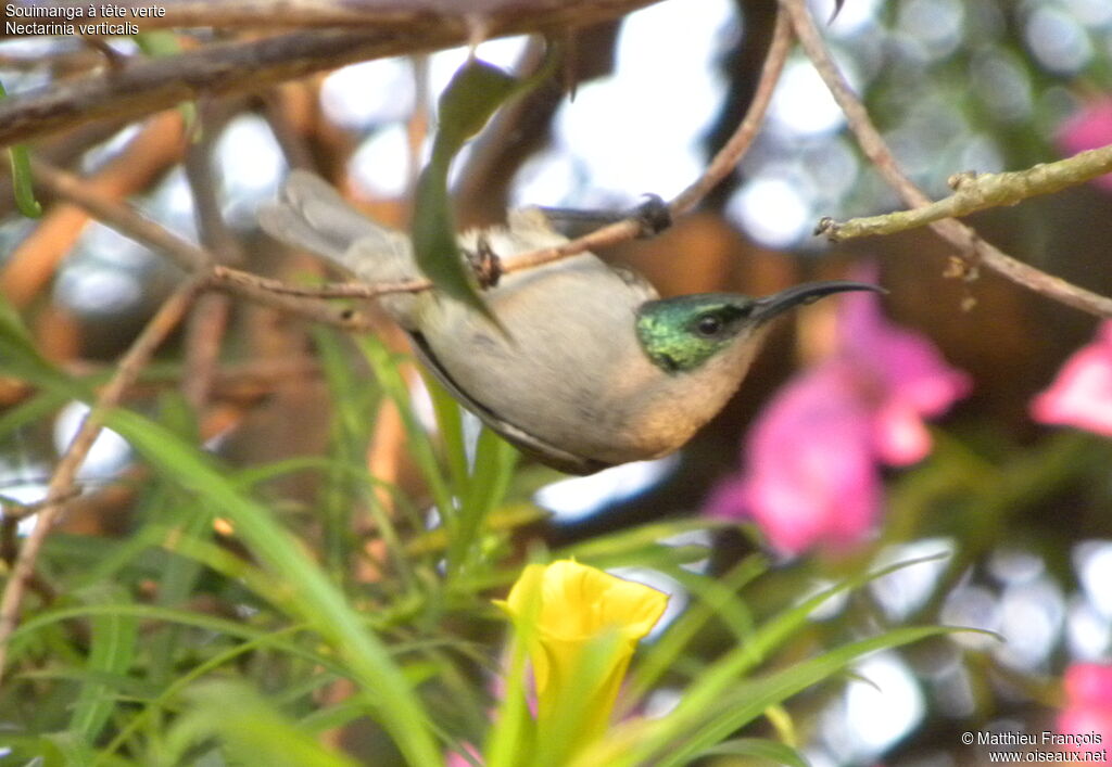 Green-headed Sunbird female