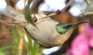 Green-headed Sunbird