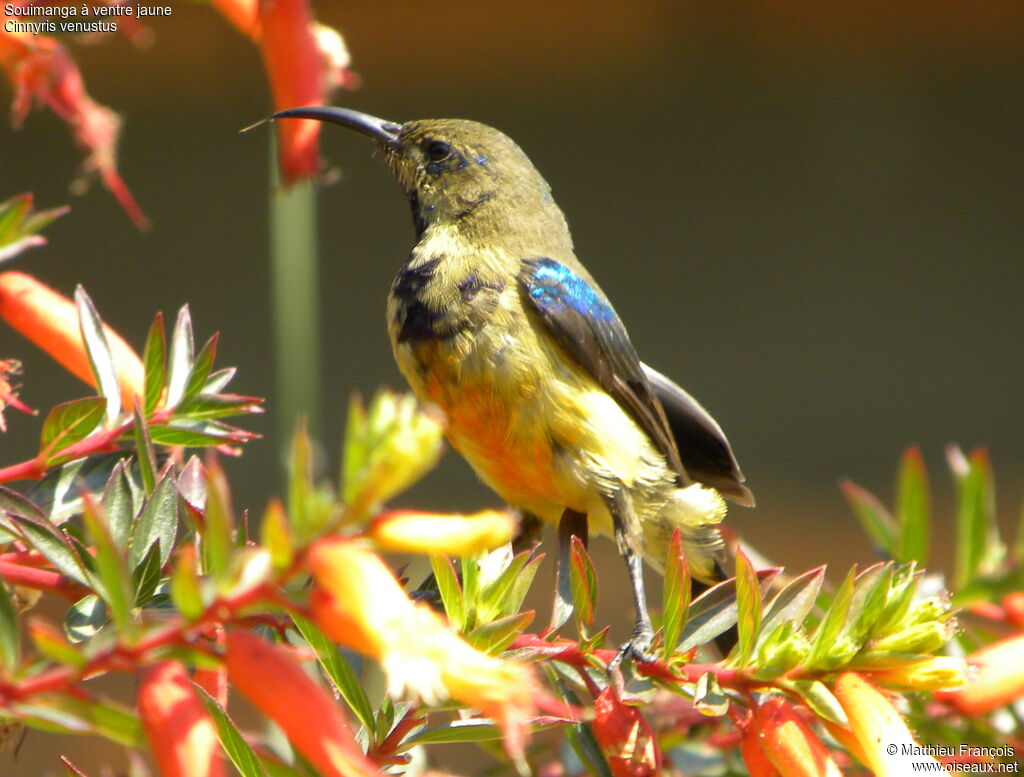 Variable Sunbird