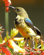 Variable Sunbird