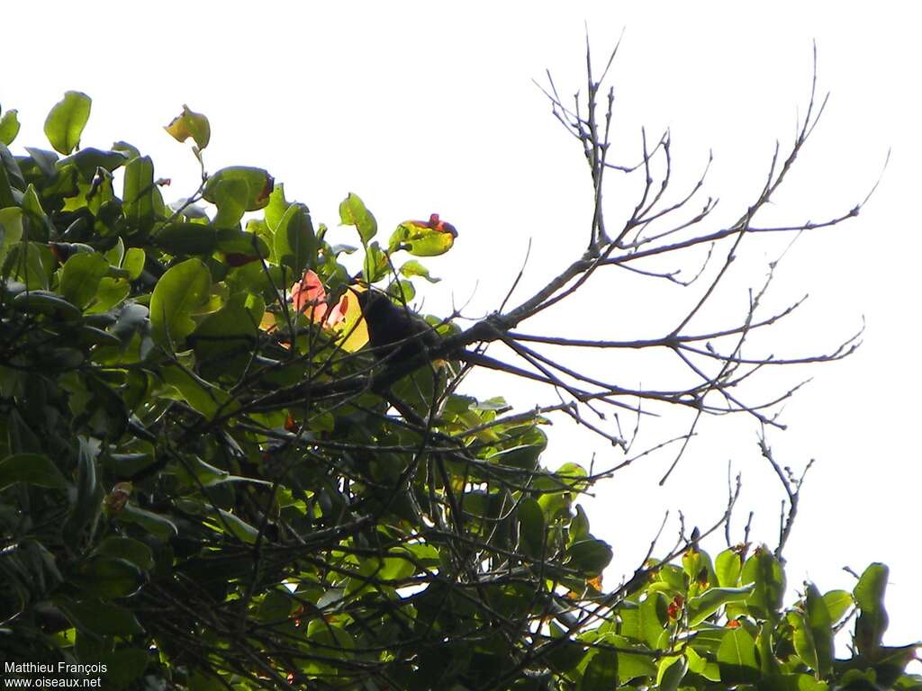 Purple-breasted Sunbird male adult breeding, habitat