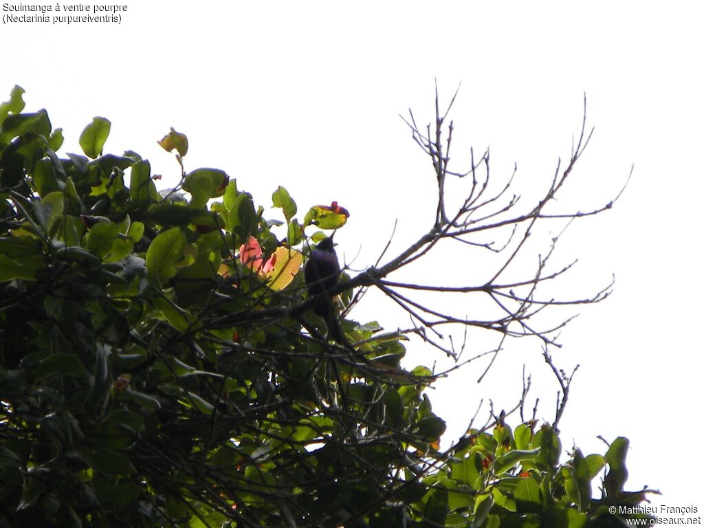 Purple-breasted Sunbird male adult breeding, identification