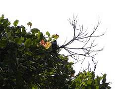 Purple-breasted Sunbird