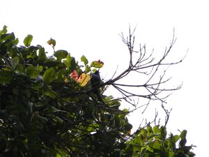 Souimanga à ventre pourpre