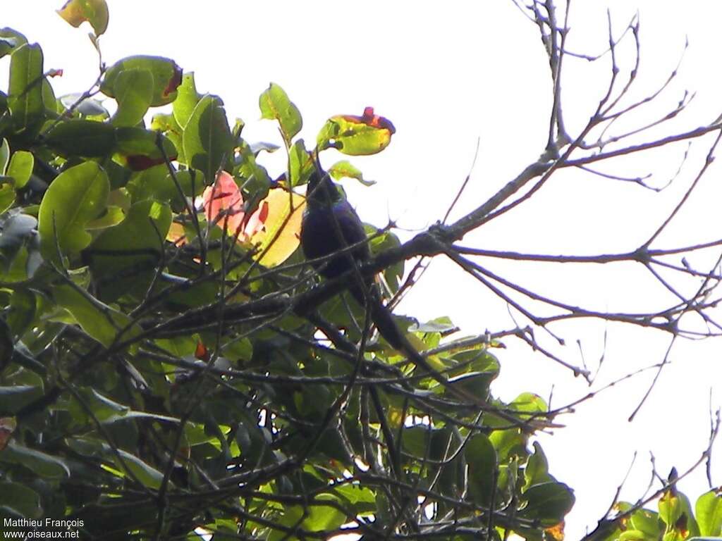 Purple-breasted Sunbird male adult breeding, identification