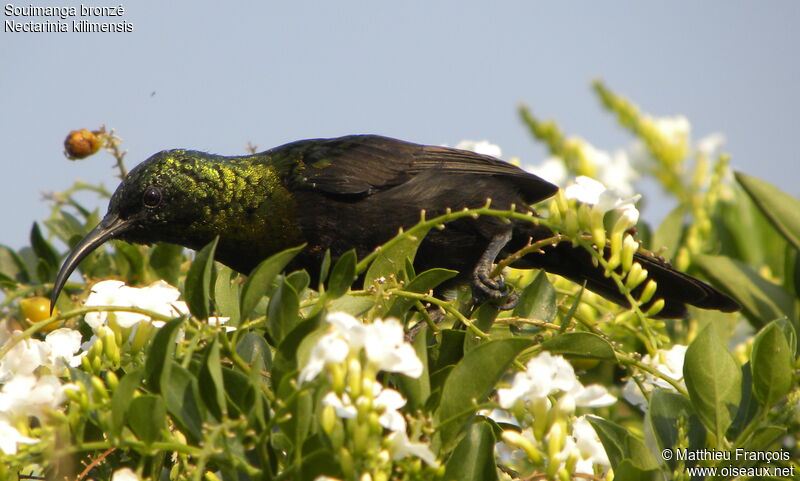 Bronzy Sunbird male