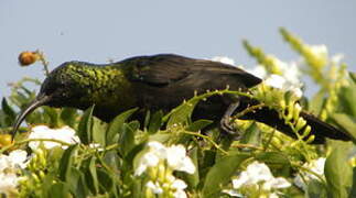 Bronzy Sunbird