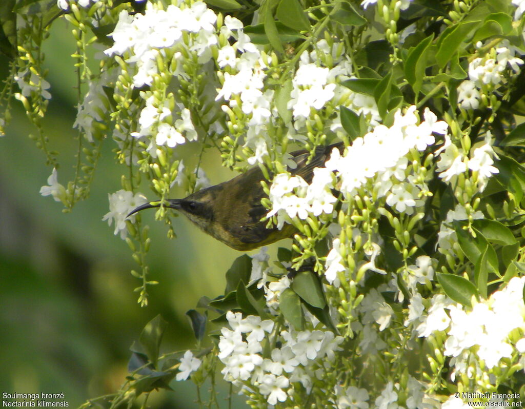 Bronzy Sunbird female