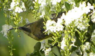 Bronzy Sunbird