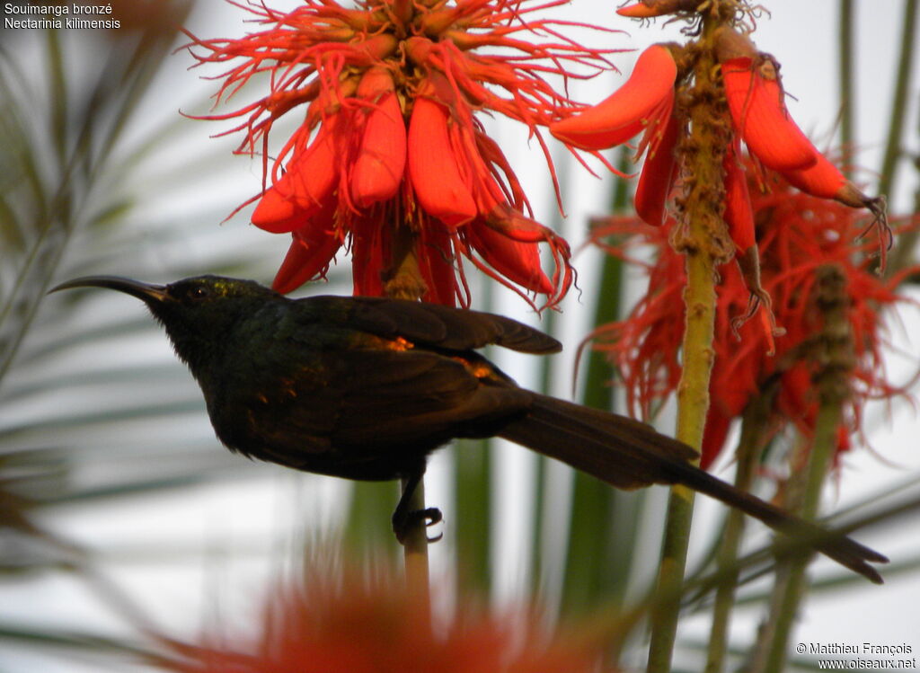 Bronzy Sunbird male