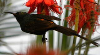 Bronzy Sunbird