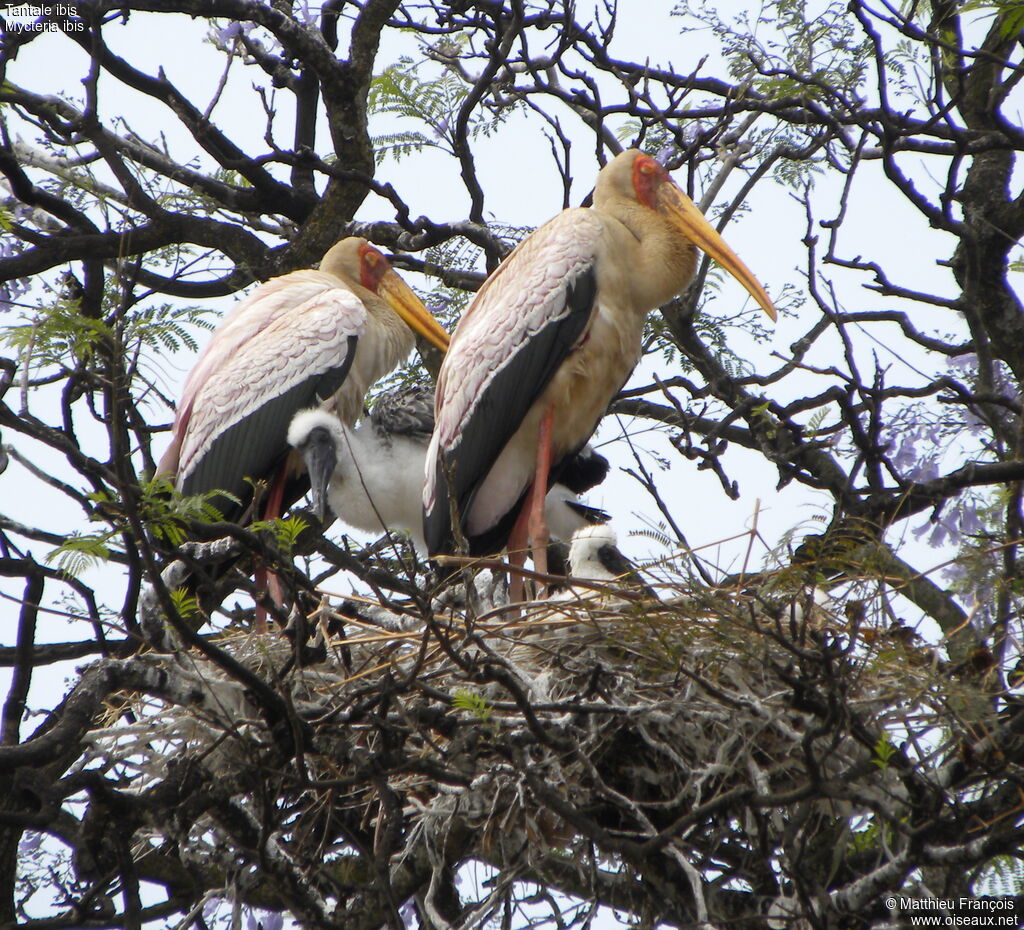 Yellow-billed Stork