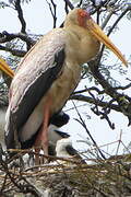 Yellow-billed Stork