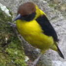 Tisserin à cape brune