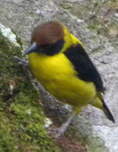 Tisserin à cape brune