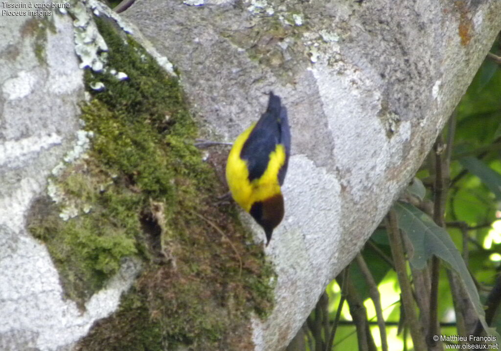 Brown-capped Weaver male