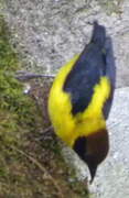 Brown-capped Weaver