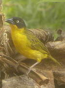 Baglafecht Weaver