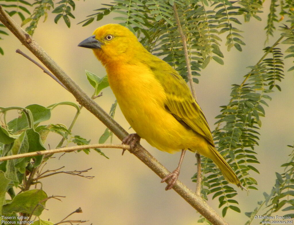 Tisserin safran, identification