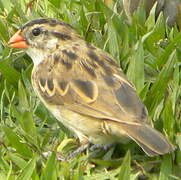 Pin-tailed Whydah