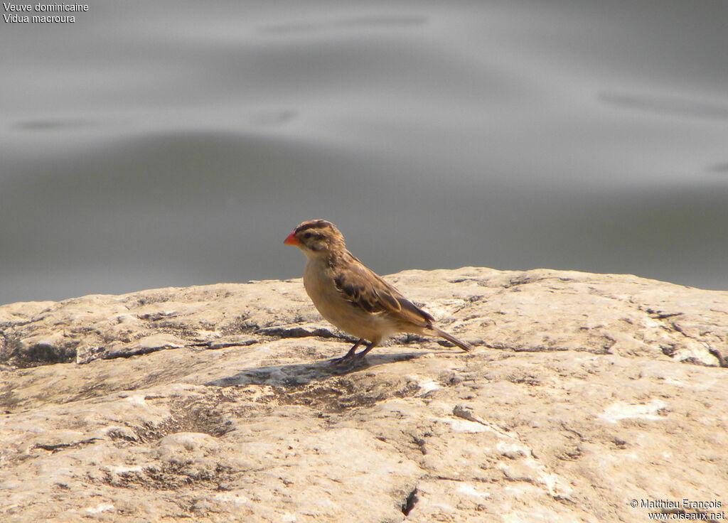 Pin-tailed Whydah