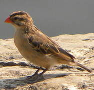 Pin-tailed Whydah