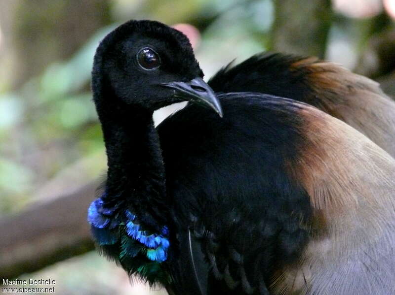 Agami trompetteadulte, portrait