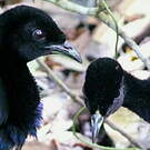 Agami trompette