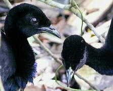 Grey-winged Trumpeter