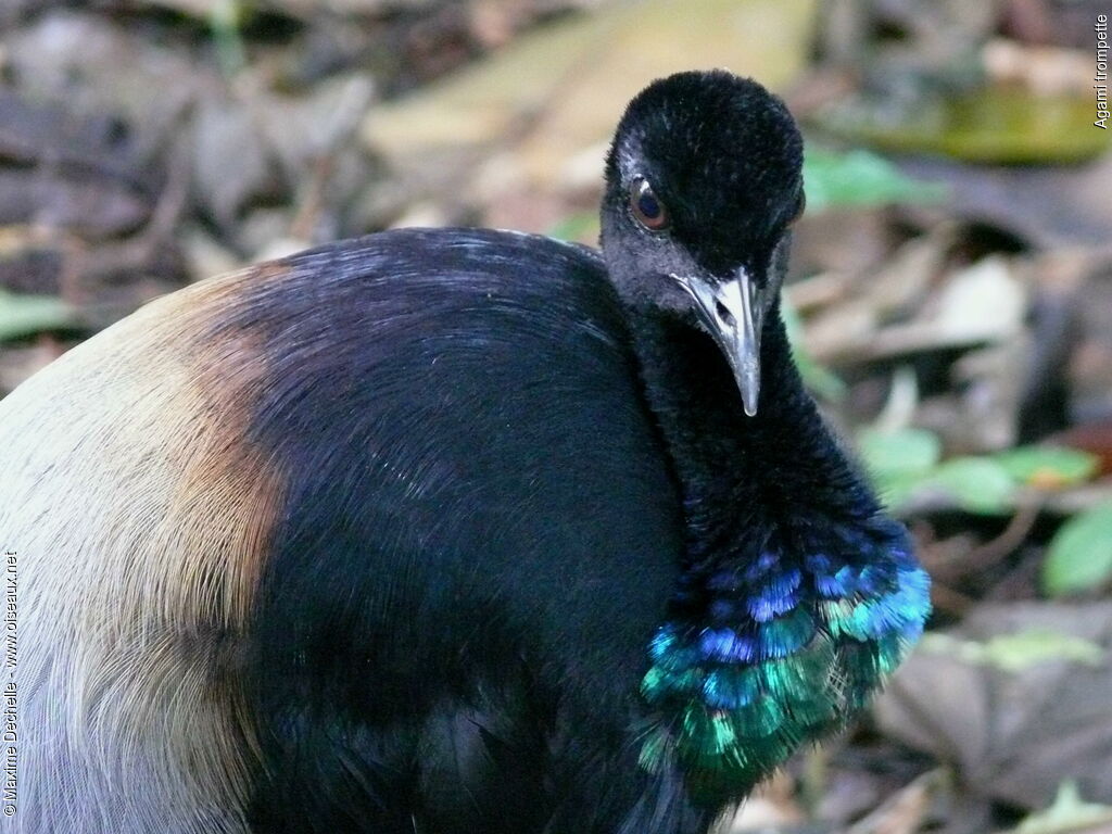 Agami trompette, identification