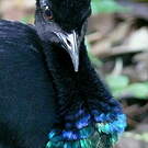Agami trompette