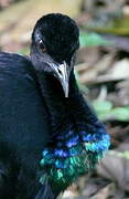 Grey-winged Trumpeter