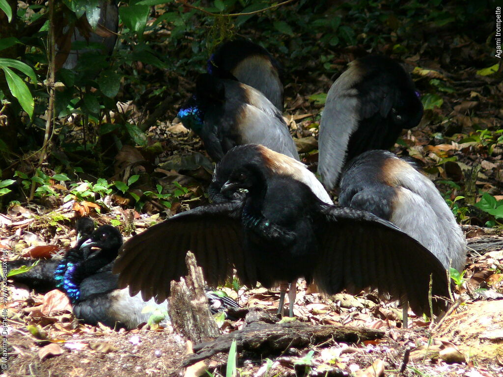 Grey-winged Trumpeter, Behaviour