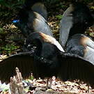 Agami trompette