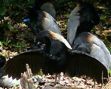 Grey-winged Trumpeter