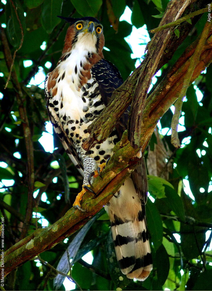 Aigle ornéadulte, identification