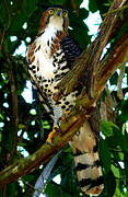 Ornate Hawk-Eagle