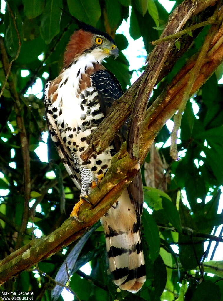 Aigle ornéadulte, identification