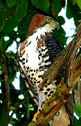 Ornate Hawk-Eagle