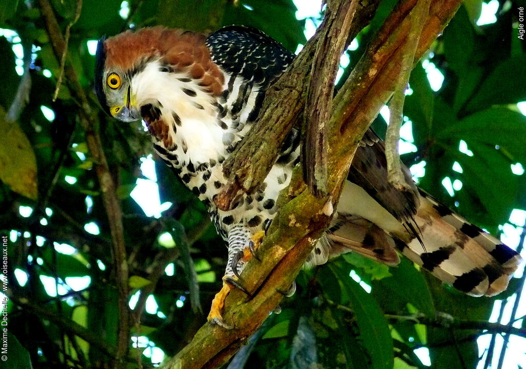 Aigle orné, identification