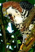 Ornate Hawk-Eagle