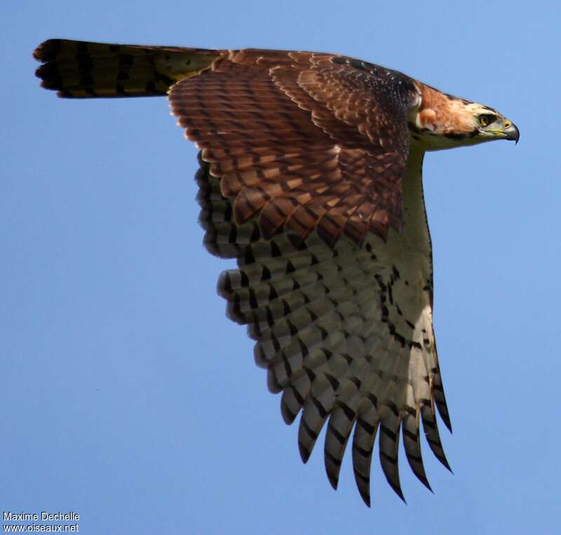 Ornate Hawk-Eagleimmature, Flight