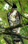 Ornate Hawk-Eagle